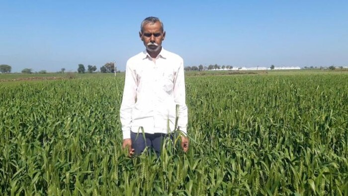 राजस्थान सरकार ने किसानों को फ्री में बांटा 45 हजार क्विंटल बीज