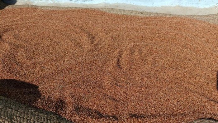 सुखाने के लिए रखा गया रागी फोटोः किसान तक