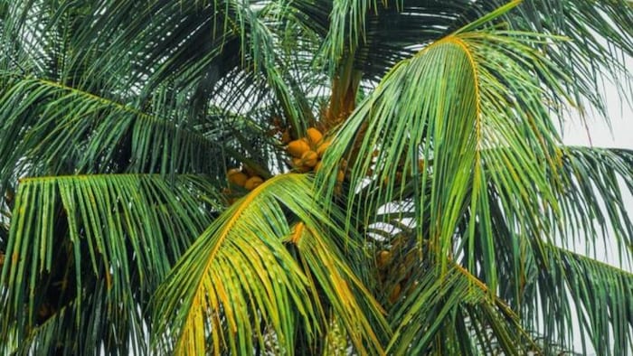 नारियल उत्पादन में सबसे आगे है कर्नाटक, फोटो साभार: freepik
