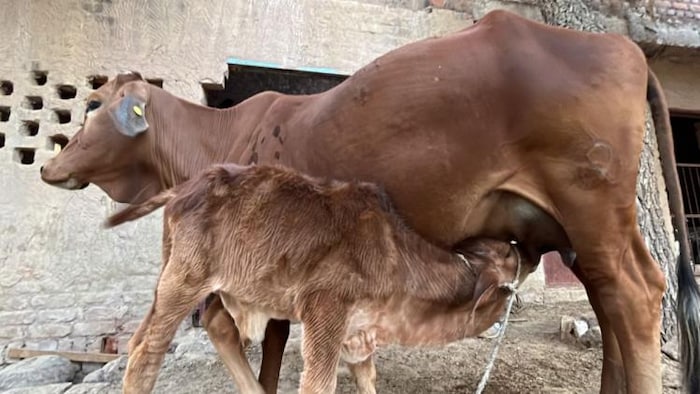 बिहार: कृत्रिम गर्भाधान केंद्र की जिम्मेदारी संभालेंगे पशु मित्र