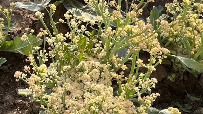 फोटो 'किसान तक' -फूलगोभी के बीज की खेती करते है चkवारा के किसान