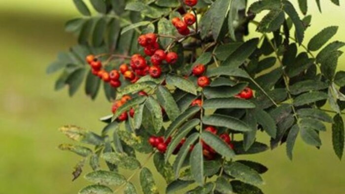 जानें घरों में कैसे उगाएं गोजी बेरीज और क्या हैं इसके फायदे, फोटो साभार: freepik