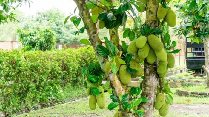 कटहल उत्पादन में उड़ीसा है सबसे आगे, फोटो साभार: freepik