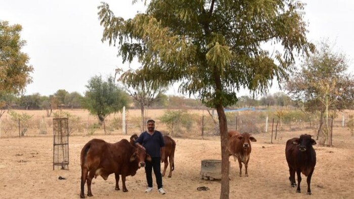 साहीवाल गायों के साथ विकास रणवां.