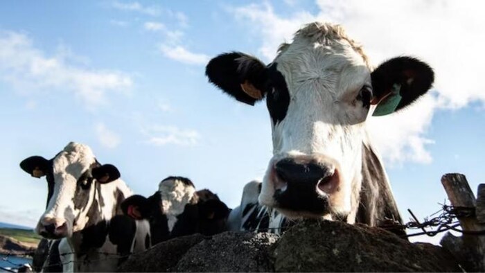 वैलेंटाइन डे नहीं 14 फरवरी को मनाएं ‘काउ हग डे’, फोटो साभार: Freepik