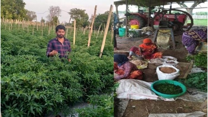 सफल किसान: प्राकृतिक तरीके से मिर्च की खेती कर किसान ने कमाया 5 लाख रुपये