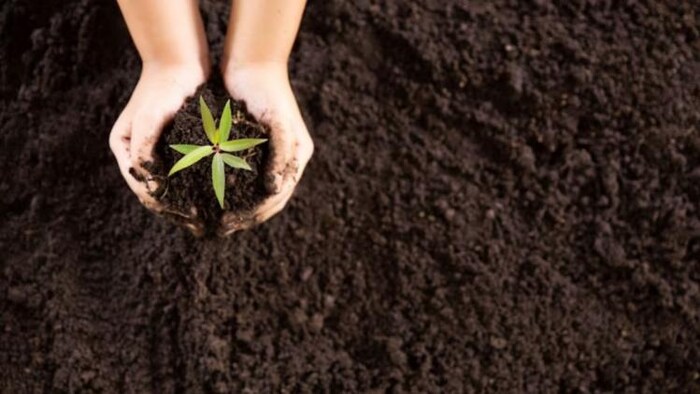 प्राकृतिक खेती करने के लिए सरकार की इस योजना के लें लाभ, फोटो साभार: freepik