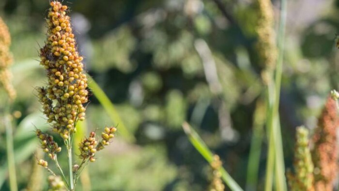 वैज्ञानिकों ने विकसित की ज्वार की दो नई किस्में, फोटो साभार: Freepik