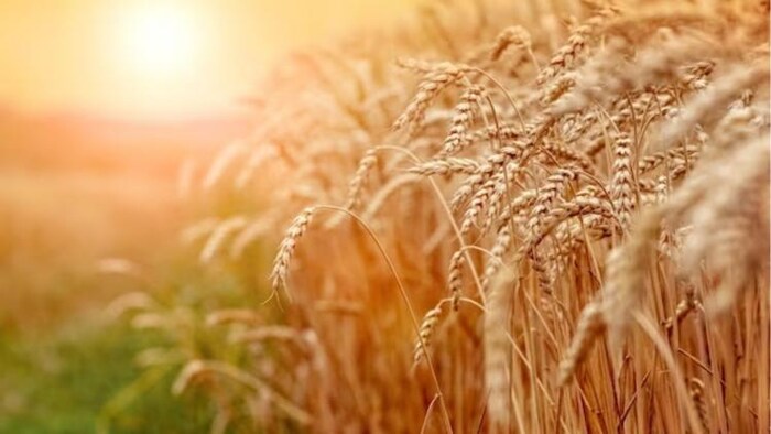 देश में गेहूं के बंपर उत्पादन के अनुमान के बीच झारखंड में कम पैदावार के आसार, फोटो साभार: freepik