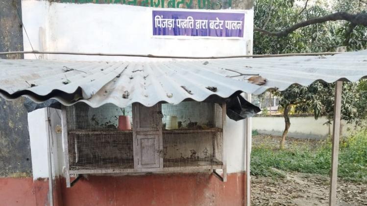 Quail Farming: पिंजड़ा पद्धति से करें बटेर पालन, कम खर्च में होगा ज्यादा मुनाफा