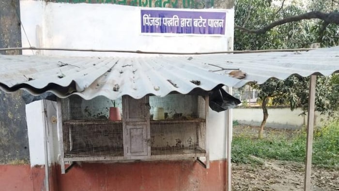 पिंजड़ा पद्धति से बटेर पालन