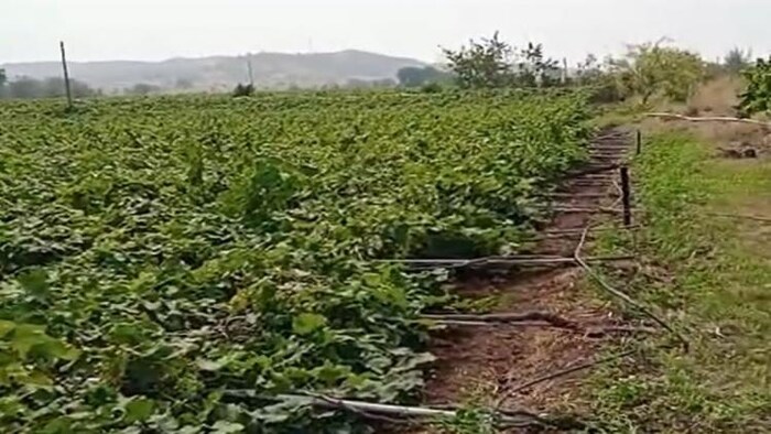 अंगूर के बाग हुए नष्ट.