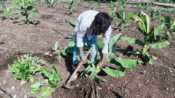 केले के पौधों को उखाड़कर फेकता हुआ किसान