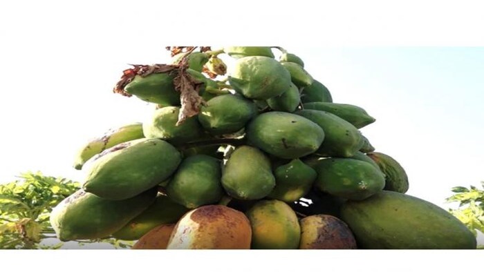 पपीते के बागों पर फंगल वायरस का हमला