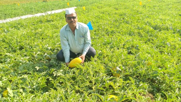 किसान ने ताइवानी तरबूज 4 किस्मों की खेती की