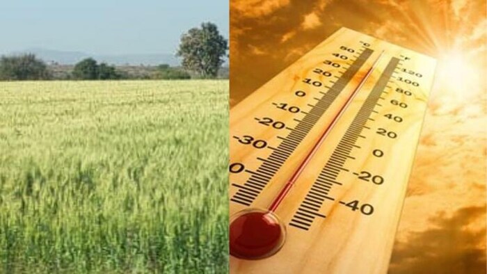 फरवरी माह में ही भीषण गर्मी, कृषि वैज्ञानिक ने दी चेतावनी, सांकेतिक तस्वीर