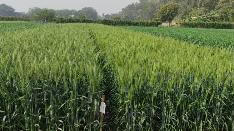 बिहार कृषि रोड मैप-4 में कृषि विभाग को मिली अहम जिम्मेदारी, सांकेतिक तस्वीर