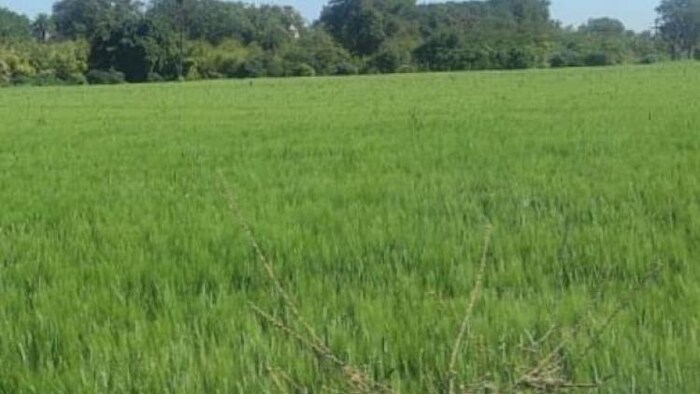 मौजूदा तापमान का गेहूं पर असर नहीं