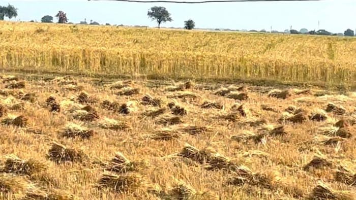 मध्य प्रदेश के धार जिले में शुरू हो गई गेहूं की कटाई (Photo-Kisan Tak)