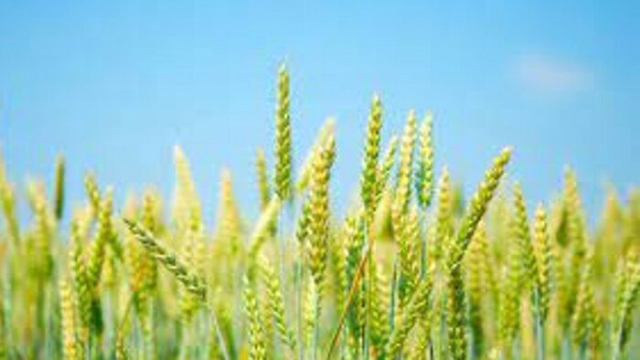 तेज हवाओ से बचाव के लिए किसानो को मिली सलाह