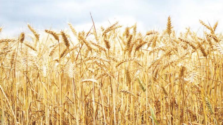 गेहूं पर पड़ सकती हैं अधिक गर्मी की मार