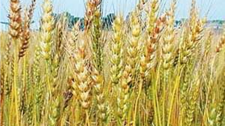 बढ़ते तापमान से झुलस रही है गेहूं की फसल