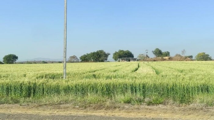 मध्य प्रदेश के खरगोन जिले में गेहूं की खेती (Photo-Kisan Tak).