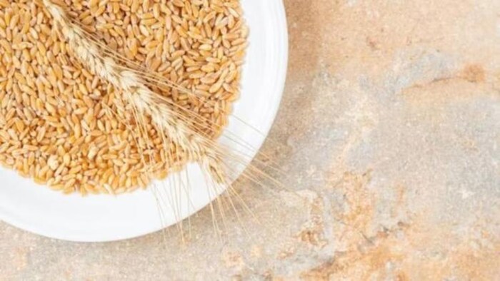 इन राज्यों में होती है गेहूं की ज्यादा खेती