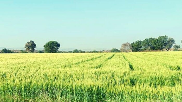 इस साल देश में होगी गेहूं की रिकॉर्ड पैदावार