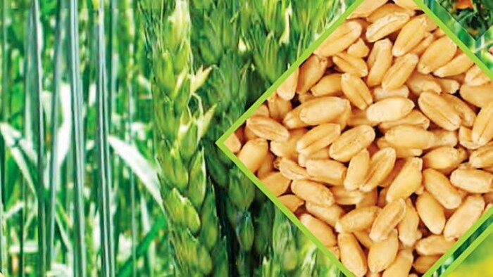 गेहूं का दाम कम करने के लिए क्या-क्या कर रही सरकार (Ministry of Agriculture).