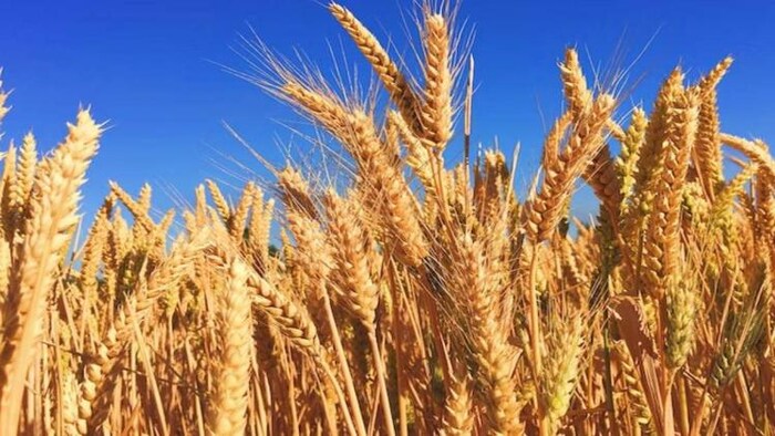 गेहूं की फसल को हीट वेब से खतरा