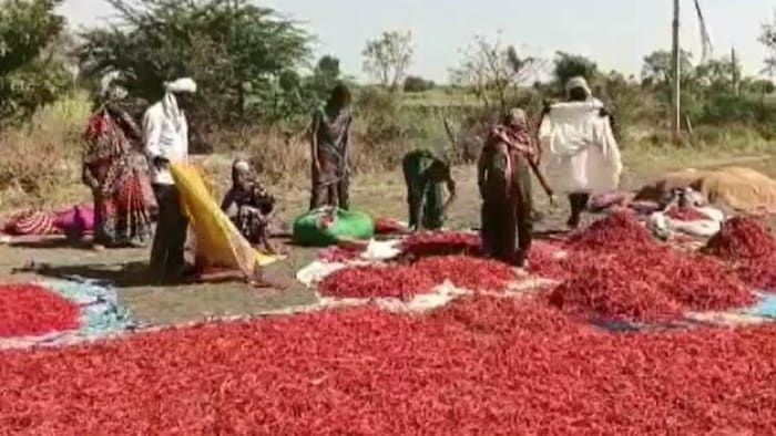 लाल मिर्च की खेती से किसानों को रहा मुनाफा
