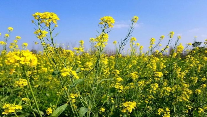 सरसों की आवक मंडियों शुरू हो चुकी है, लेकिन किसानों को भाव कम मिल रहा है