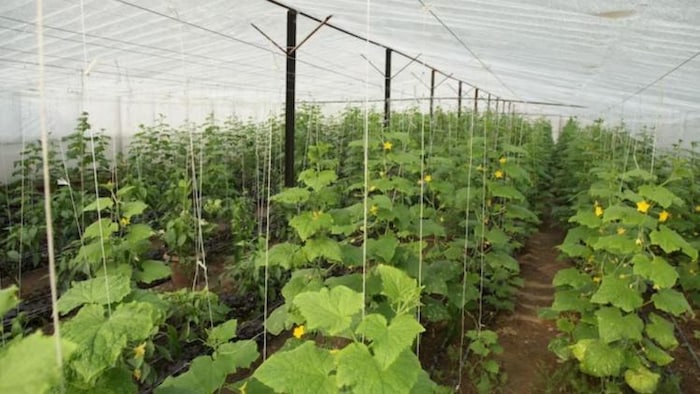 जानें कैसे करें मिट्टी रहित खेती के प्रकार और उनके लाभ, फोटो साभार: freepik