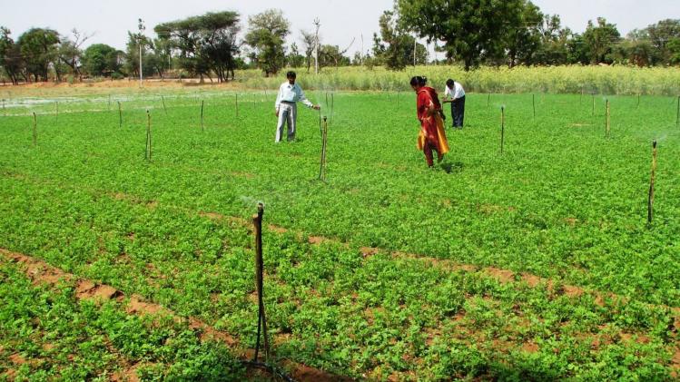 सूक्ष्म सिंचाई संयंत्रों की स्थापना में राजस्थान देश में अव्वल, जानिए