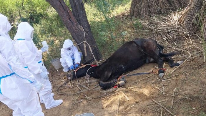 राजस्थान में ग्लैंडर्स बीमारी से छह घोड़ों की मौत हो चुकी है. फोटो- DIPR