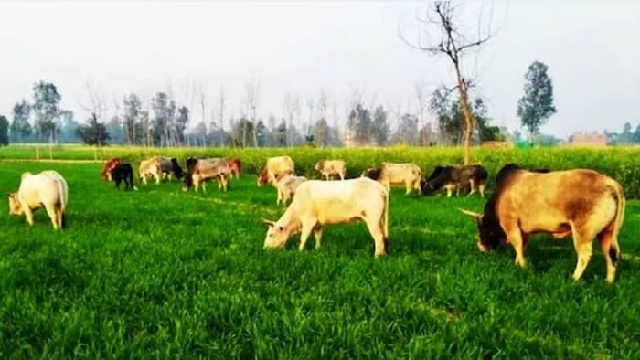 अन्ना पशु से किसान परेसान