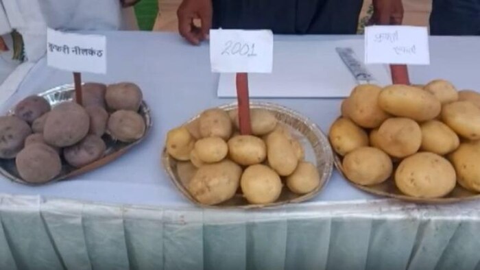 आगरा में इस साल आलू की बंपर पैदावार हुई है