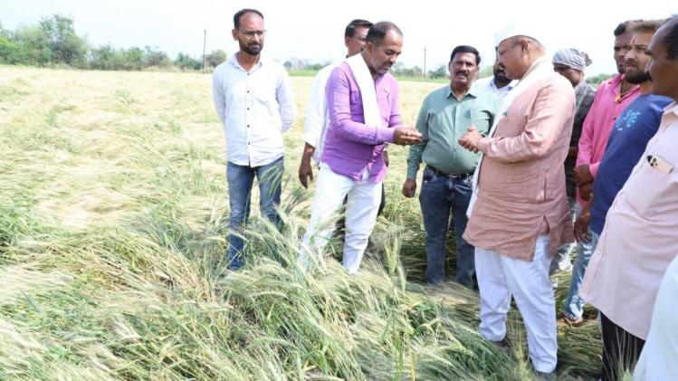बारिश से फसलों को हुए नुकसान का जायजा लेते कृषि मंत्री अब्दुल सत्तार.