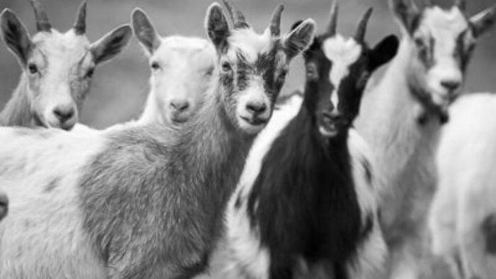 बकरी पालन कर किसान कमा सकते हैं अच्छा मुनाफा