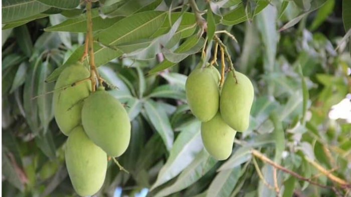 बनारसी लंगड़ा आम