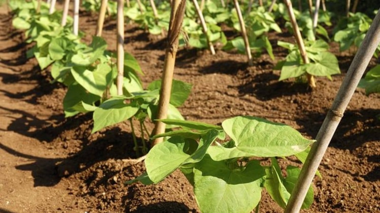 Bean Cultivation: बिना मचान की जमीन पर ही होती है इस सेम की खेती, किसानों की फसल लागत हुई आधी Bean Cultivation: बिना मचान की जमीन पर ही होती है इस सेम की खेती, किसानों की फसल लागत हुई आधी