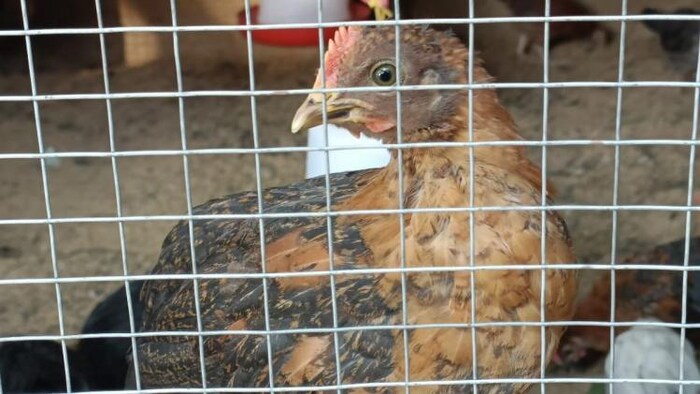 झारखंड में बर्ड फ्लू से हुई थी मुर्गियों की मौत, अब किसानों को मिलेगा मुआवजा