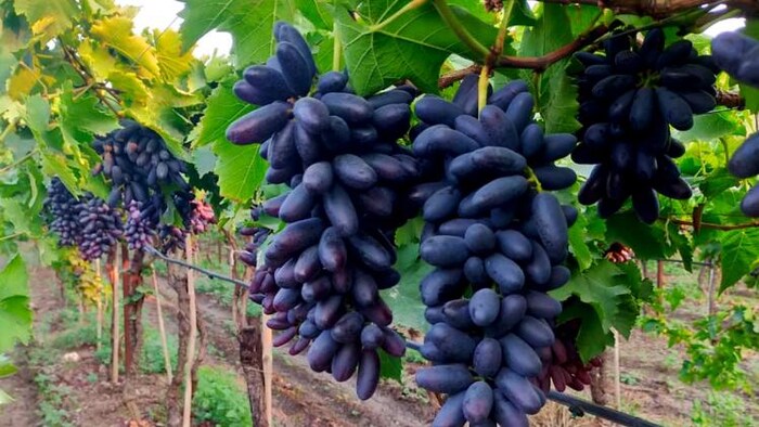 किसान जयकर माने द्वारा विकसित ब्लैक क्वीन बेरी वैराइटी.