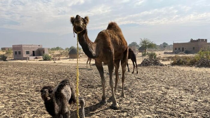 सैंपल रिपोर्ट में हुई पुष्टि