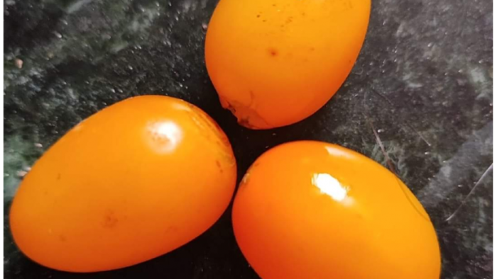 चेरी टमाटर की नई क़िस्म