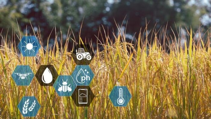 जलवायु परिवर्तन के खेती पर असर को लेकर यूपी के झांंसी में होगा देश के कुलपतियाें का सम्मेलन, फोटो साभार : फ्रीपिक