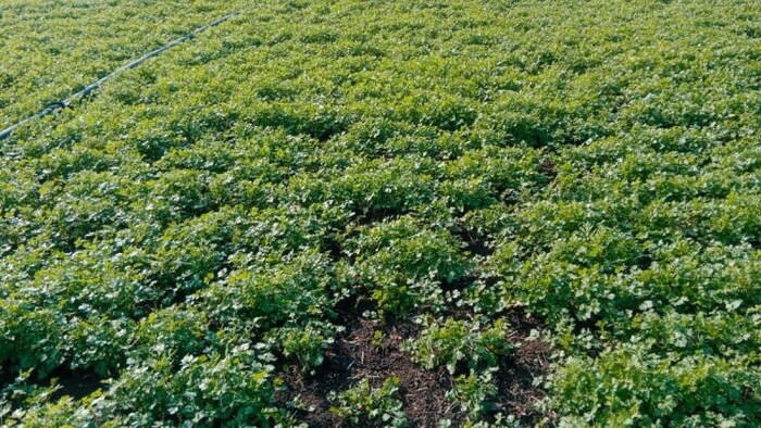 किसान ने मुफ्त में बांटा हरा धनिया