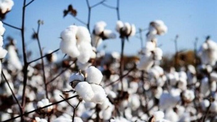 कपास उत्पादन में कमी आने की संभावना