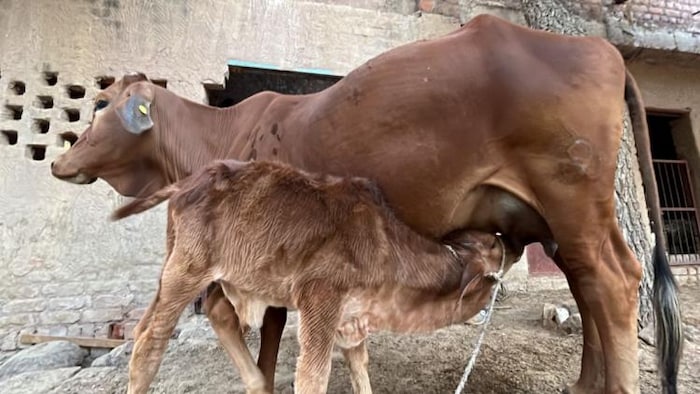 नीति आयोग ने गाय के गोबर और गौमूत्र से बायो फर्टिलाइजर बनाने पर जोर दिया है